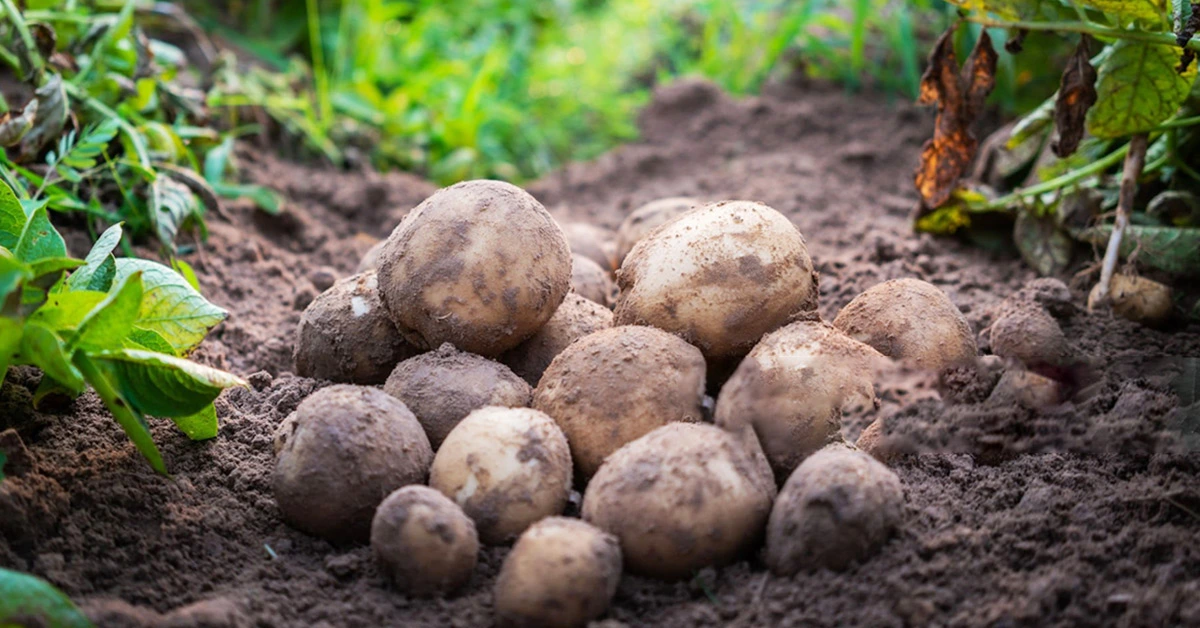Potato_Farming_in_India.webp