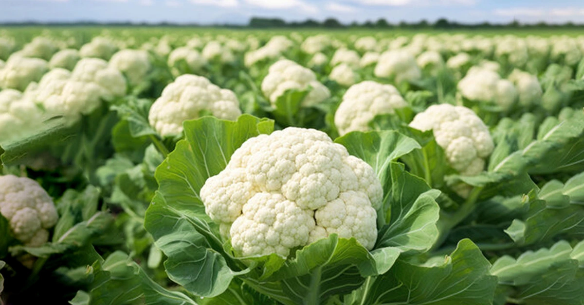 Cauliflower Farming: भारत में फूलगोभी की खेती से इस तरह होगा किसानों की आमदनी में जबरदस्त मुनाफा !