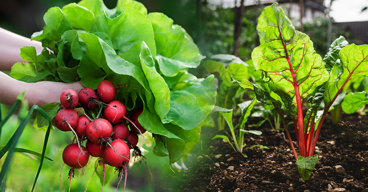 Chukandar ki kheti 2026: ये 5 उन्नत किस्में किसानों को बना देंगी मालामाल