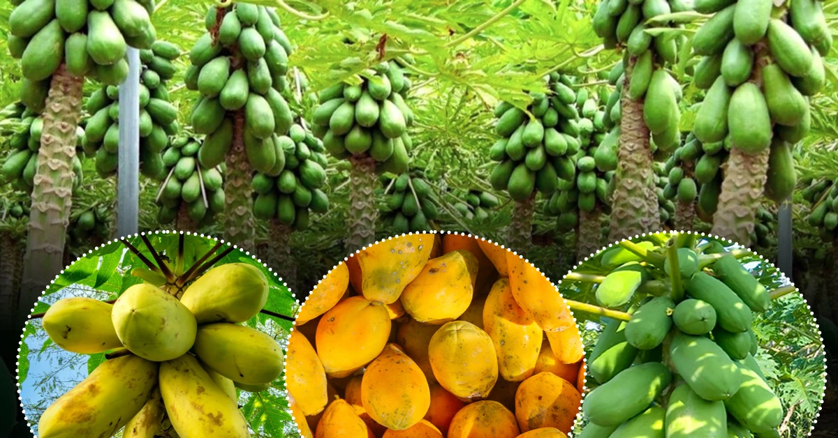 पपीते की खेती: बुवाई, देखभाल और लाखों का मुनाफा कमाने के तरीके