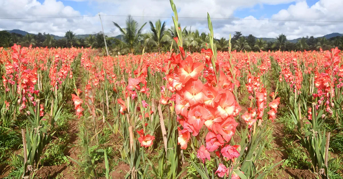 Gladiolus ki kheti : शादियों में लगाये जाने वाला ये फूल आपकी खेती को देगा धमाकेदार प्रॉफिट !!