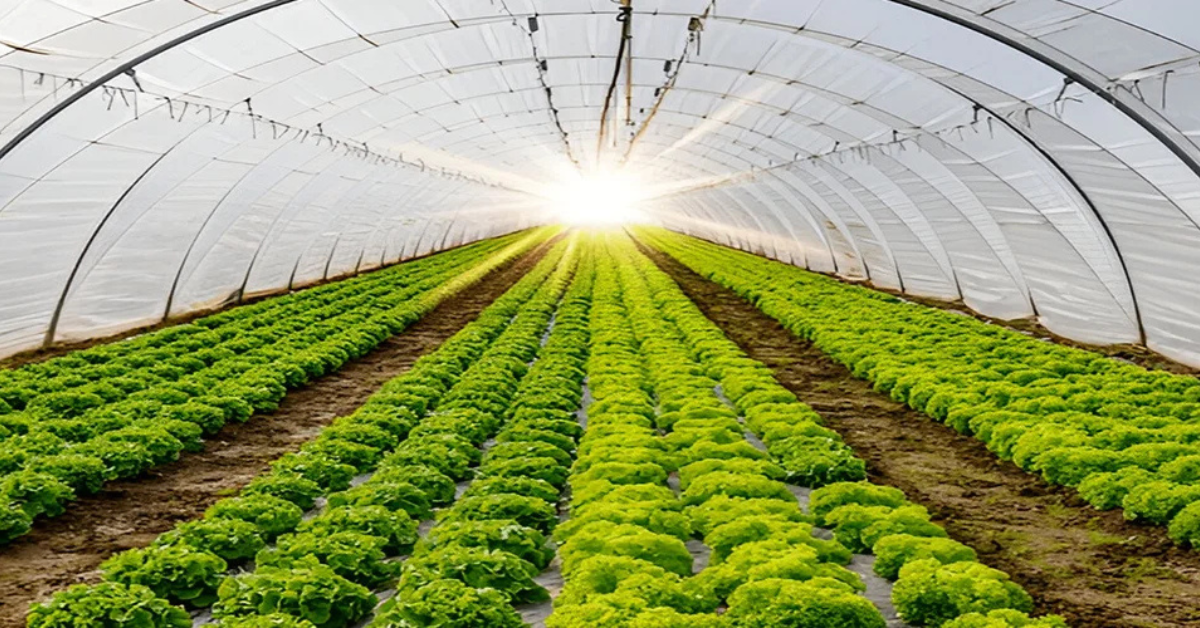 Polyhouse Farming - सर्दियों में इस विधि से करें सब्जियों की देखभाल एवं प्रबंधन